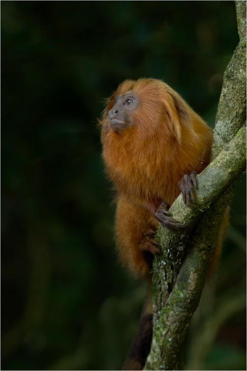 golden lion tamarin