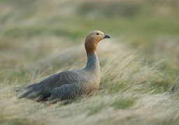 ruddy headed goose