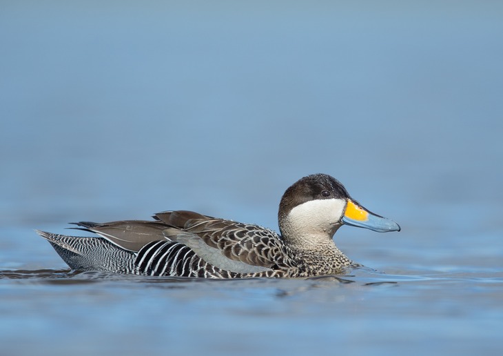 silver teal