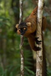 crowned - black hybrid lemur