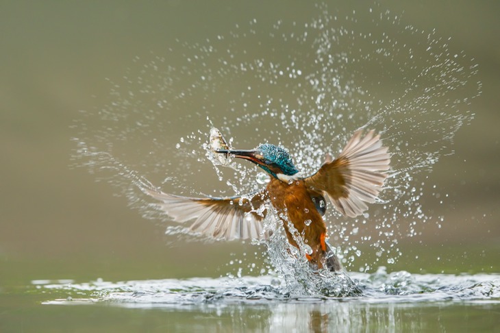 kingfisher