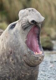 southern elephant seal