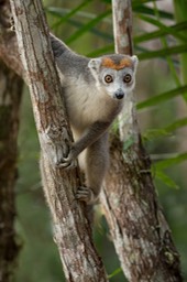 crowned lemur