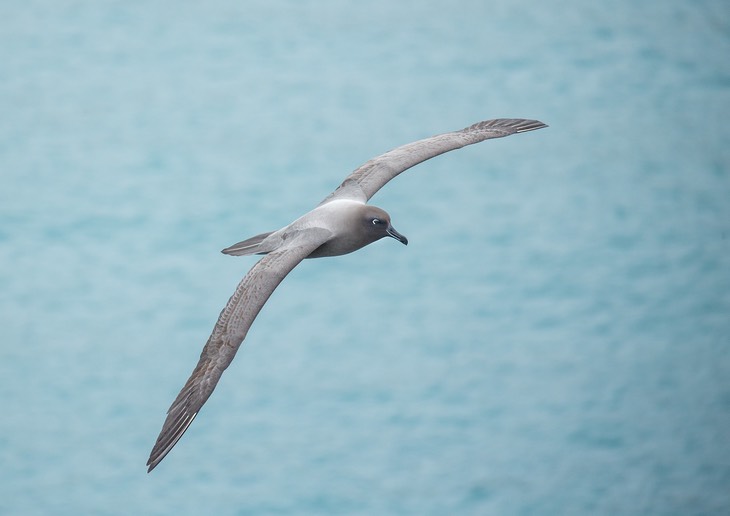 light mantled sooty albatross