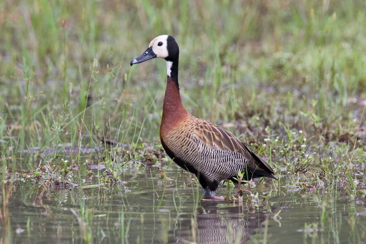 white faced whistling duck