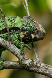 globe horned chameleon
