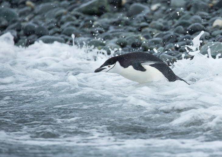 chinstrap penguin