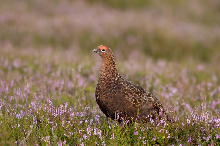 red grouse