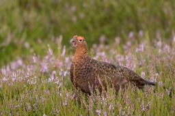 red grouse