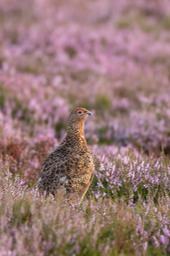 red grouse