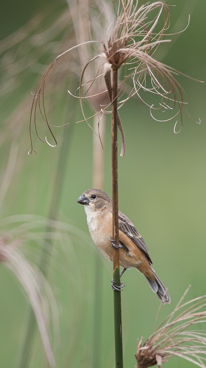 chestnut bellied seedeater