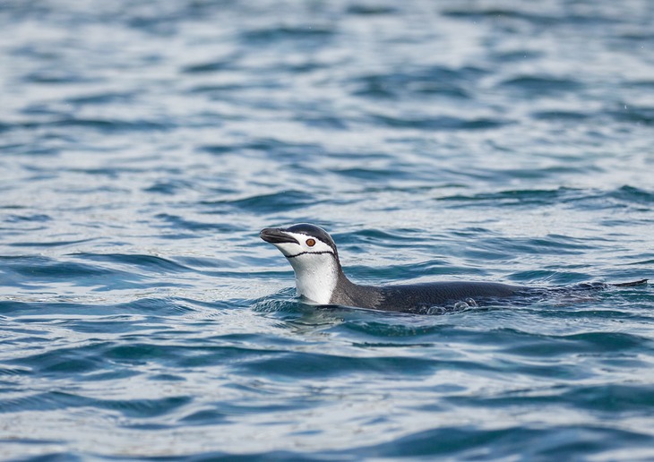 chinstrap penguin