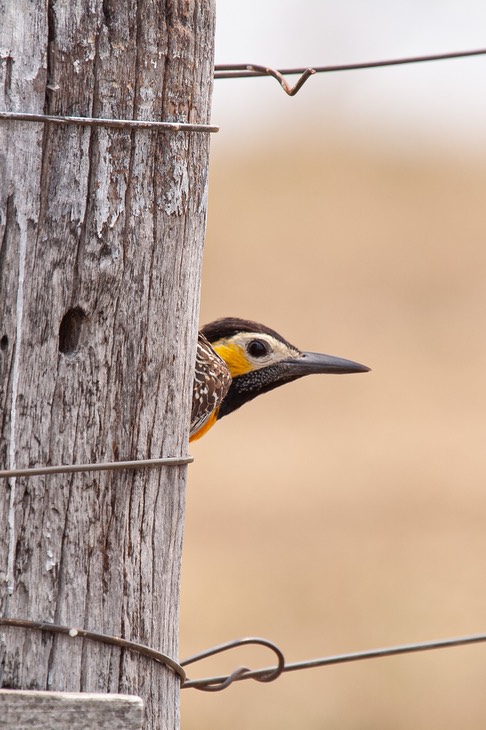 campo flicker