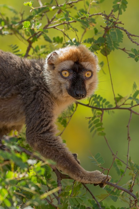red fronted brown lemur