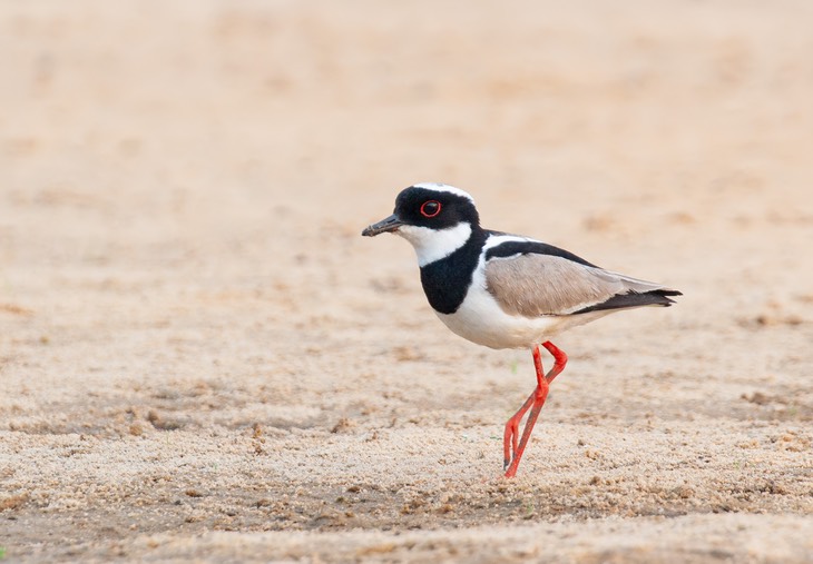 pied lapwing