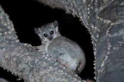 white footed sportive lemur