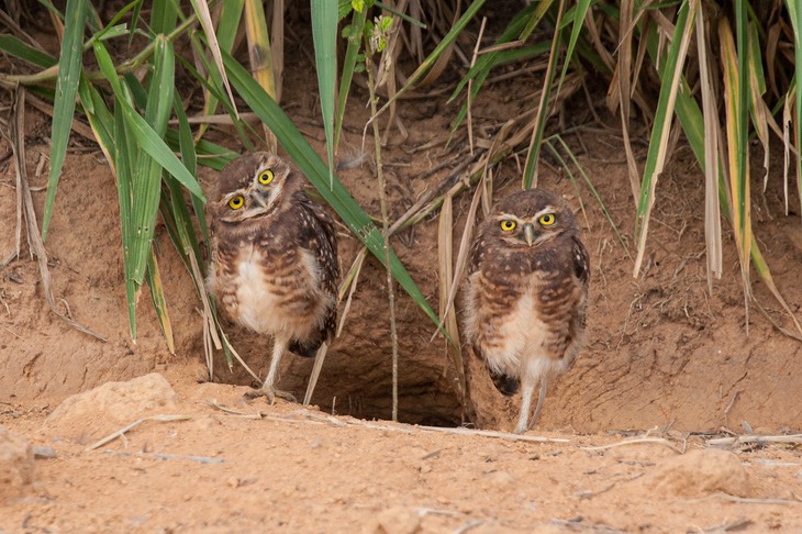 burrowing owl