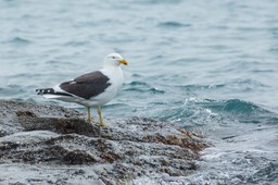kelp gull