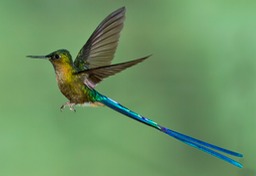 violet tailed sylph