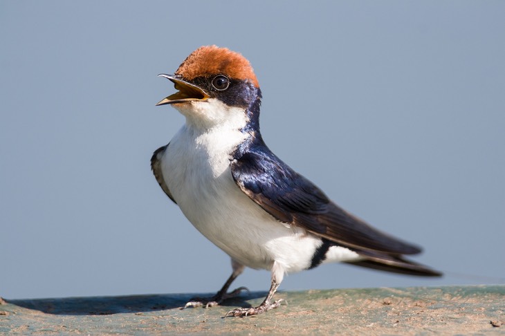 wire tailed swallow