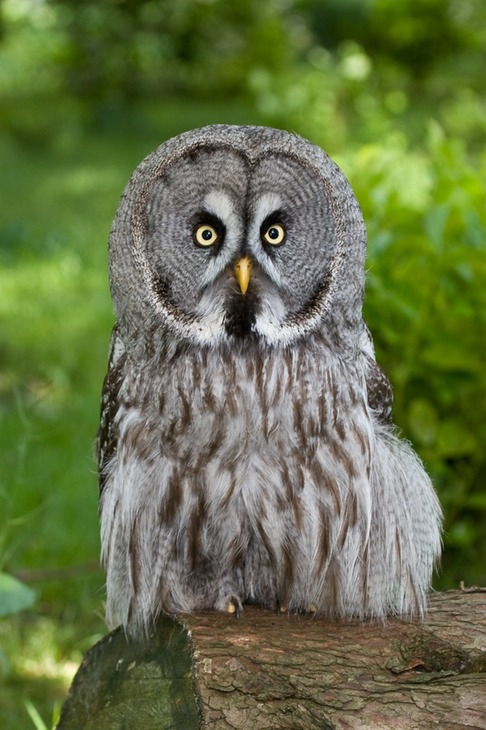 great grey owl