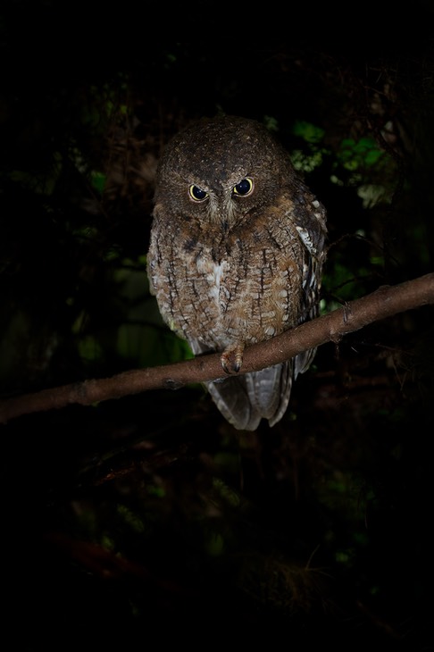 rainforest scops owl
