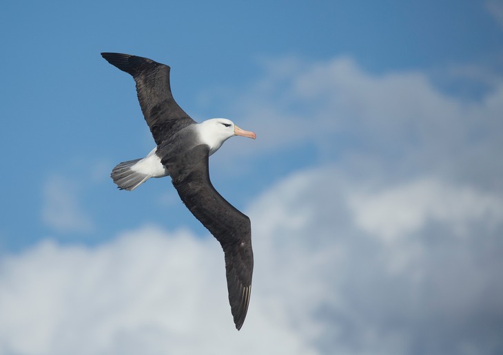 black browed albatross