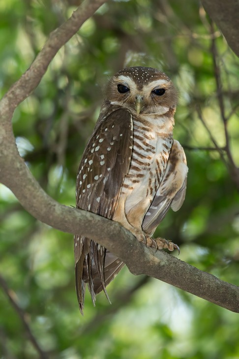 white browed owl
