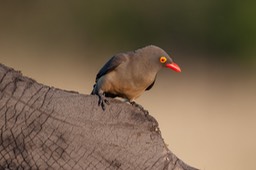 red billed oxpecker