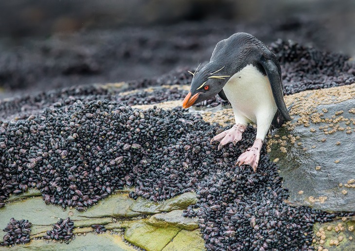 southern rockhopper penguin