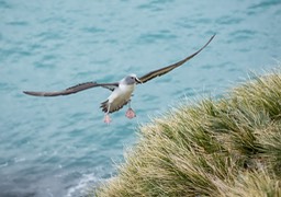 grey headed albatross