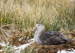 northern giant petrel