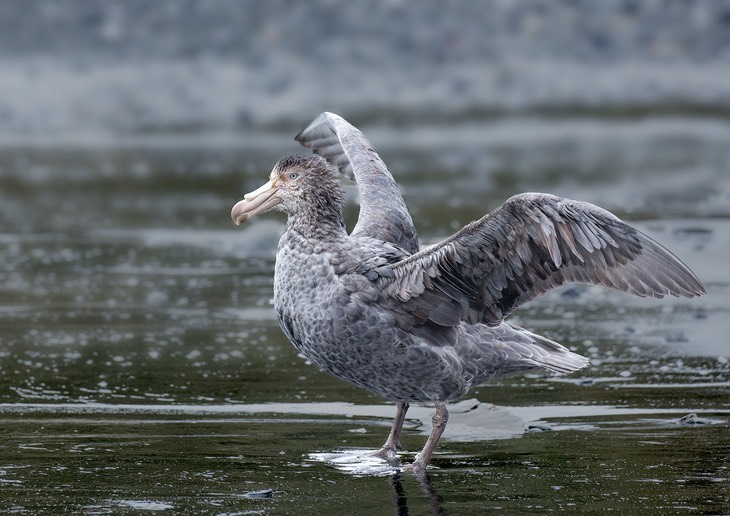 northern giant petrel
