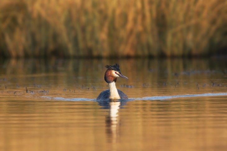 great crested grebe