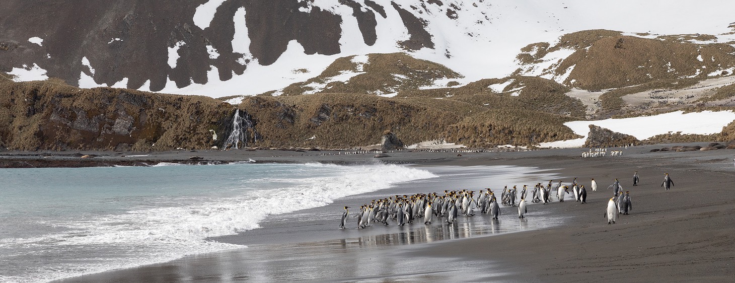 king penguin