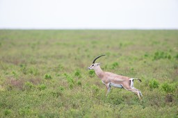grant's gazelle