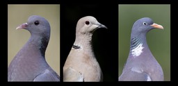 stock, collared, ring doves