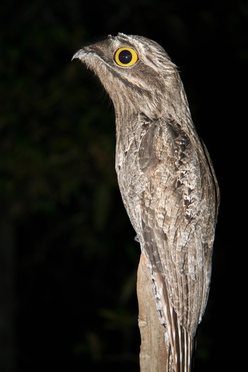 common potoo