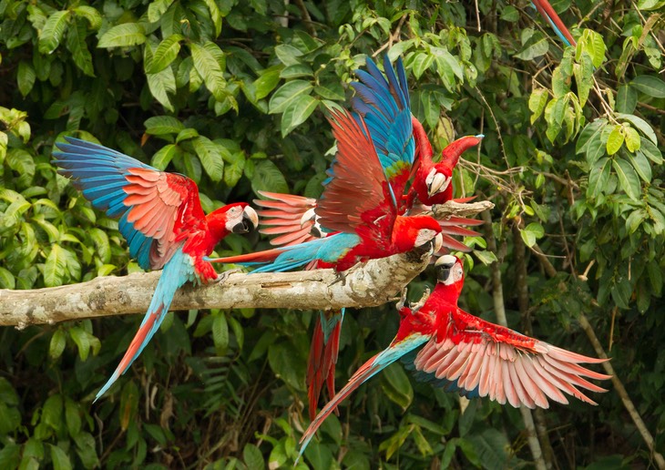 red and green macaw