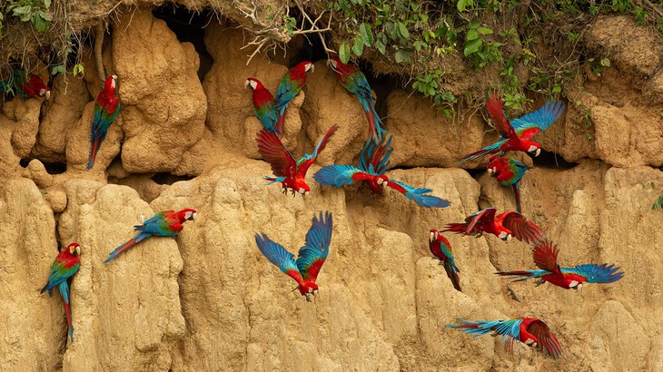 red and green macaw