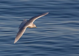 iceland gull