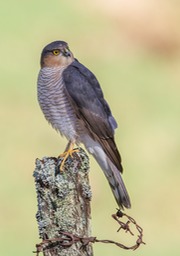 sparrowhawk male