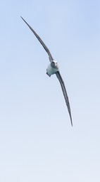 grey headed albatross