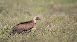 ruppells griffon vulture