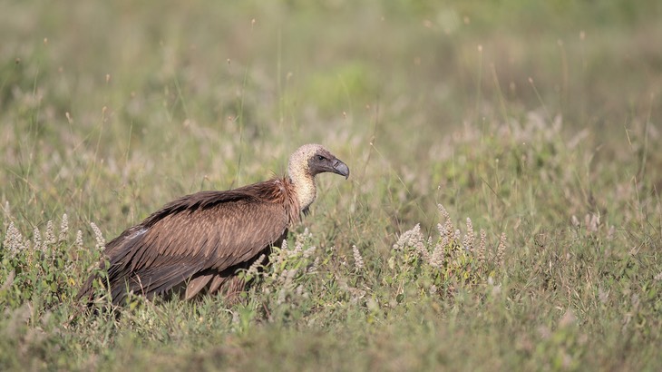 ruppells griffon vulture