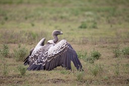 ruppell's griffon vulture